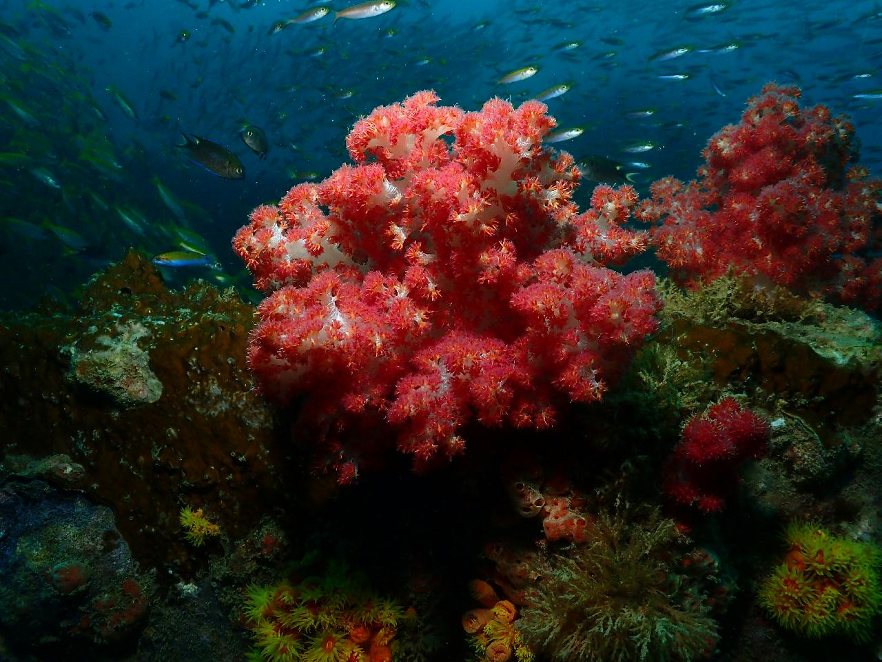 그야말로 물반 고기반 푸켓 킹크루저 포인트