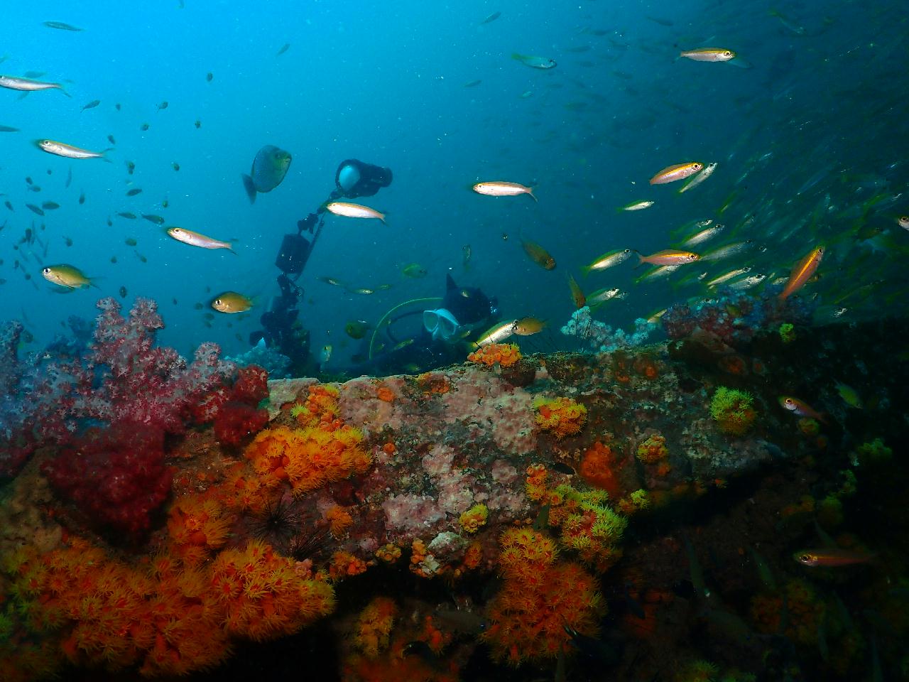그야말로 물반 고기반 푸켓 킹크루저 포인트