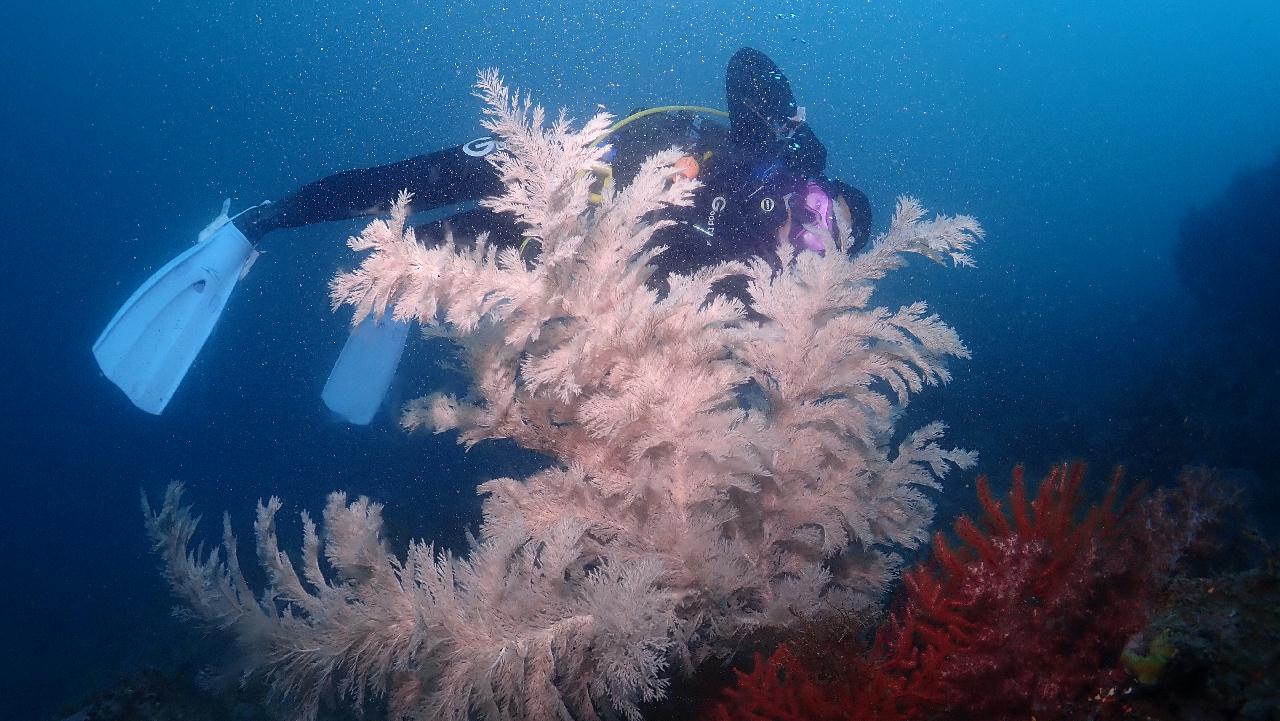 antipathes lata