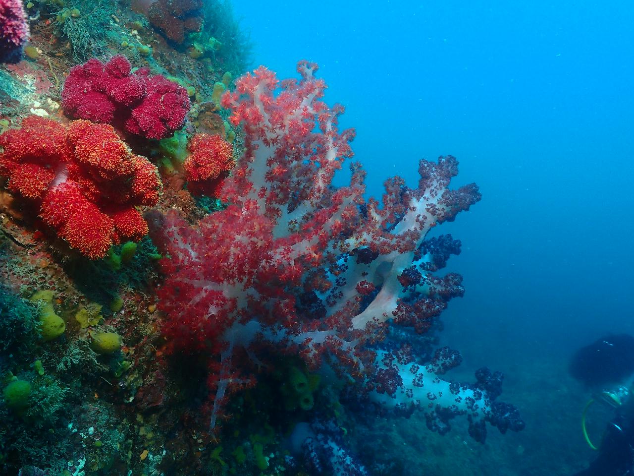 John Dories, Beautiful Corals