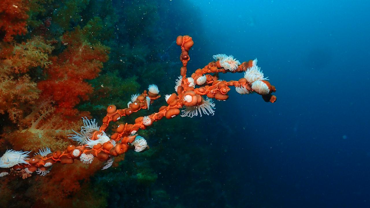 Nemo lives in Jeju Island.