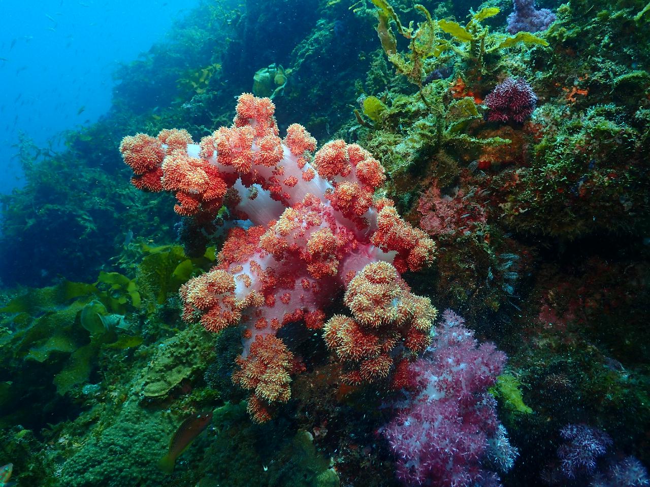 Jeju island, Korea - Seopseom Hangaechang