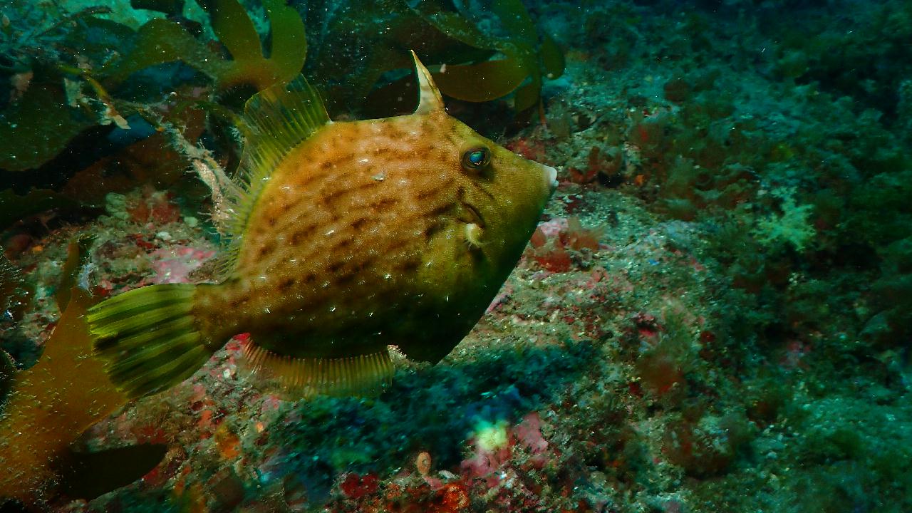 Nemo lives in Jeju Island.
