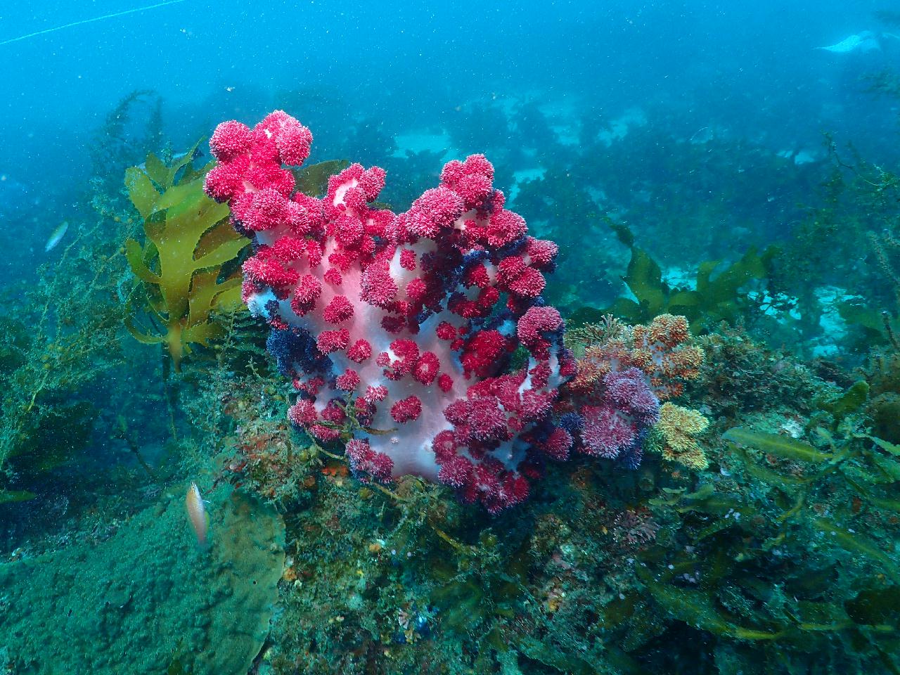 Jeju island, Korea - Seopseom Hangaechang