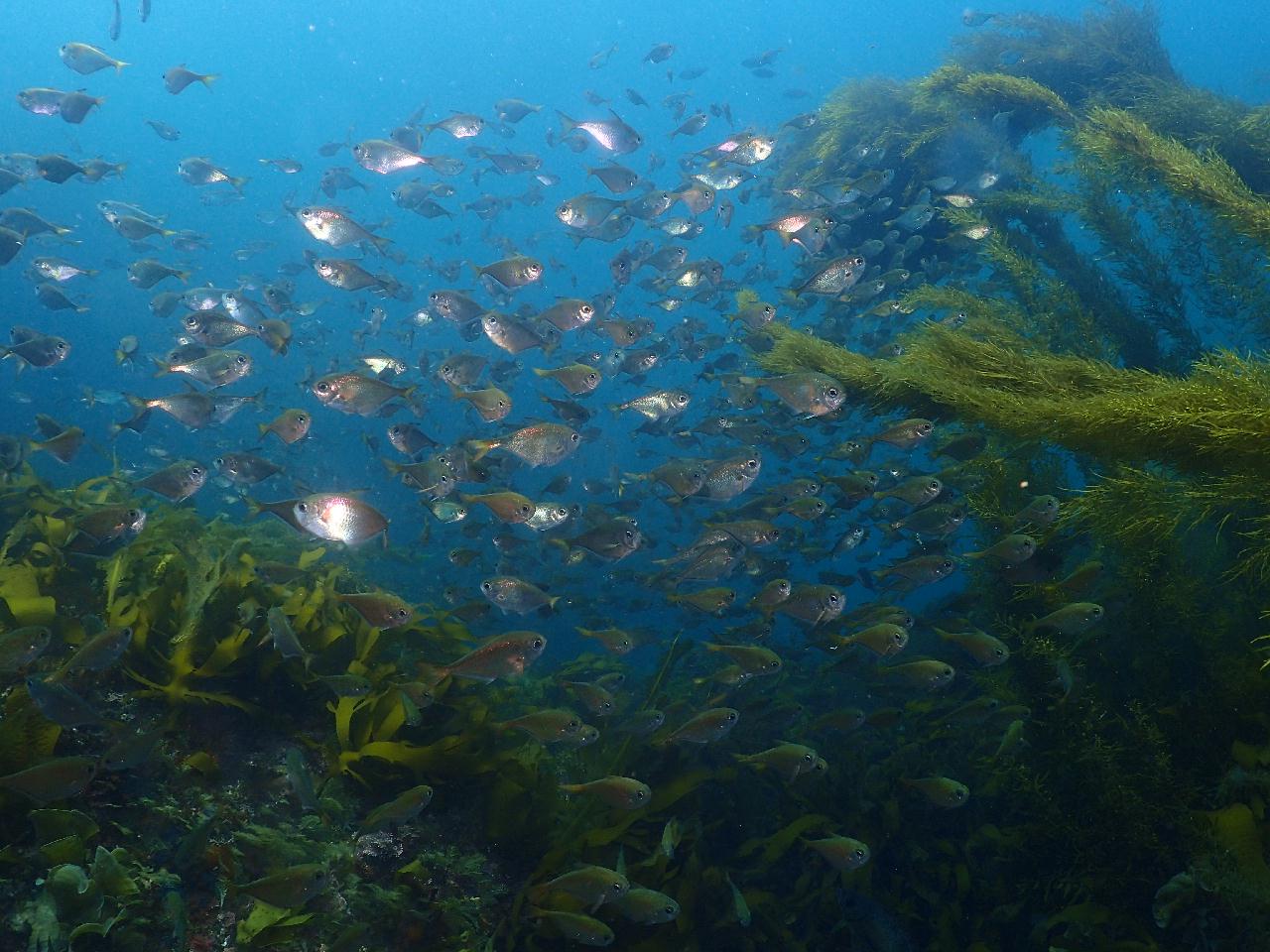 Nemo lives in Jeju Island.