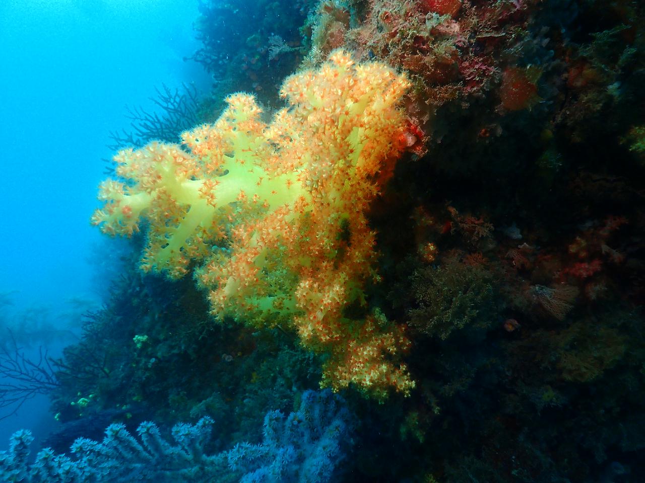 John Dories, Beautiful Corals