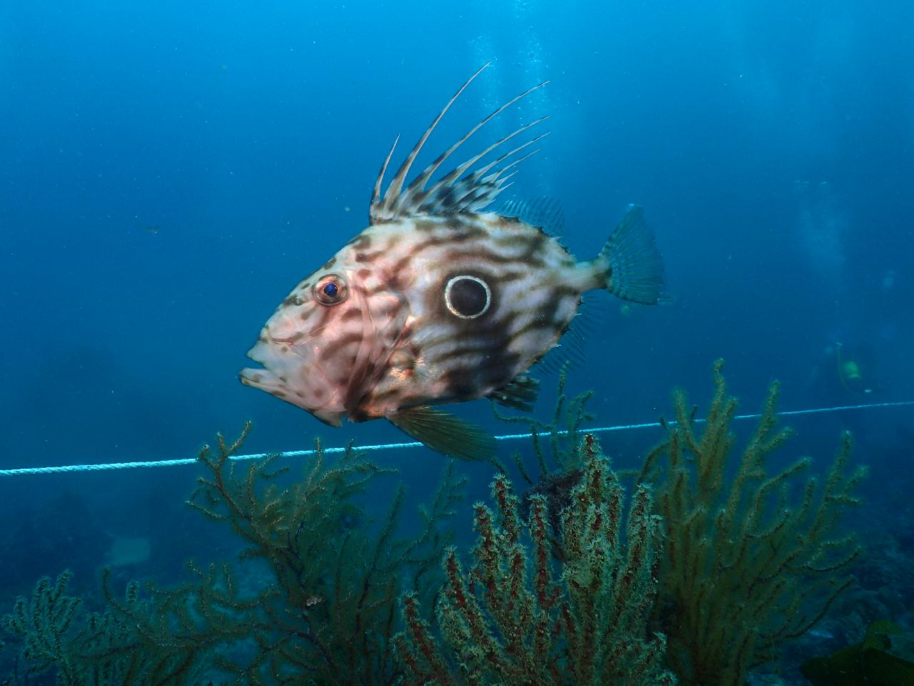 Jeju island, Korea - Seopseom Hangaechang