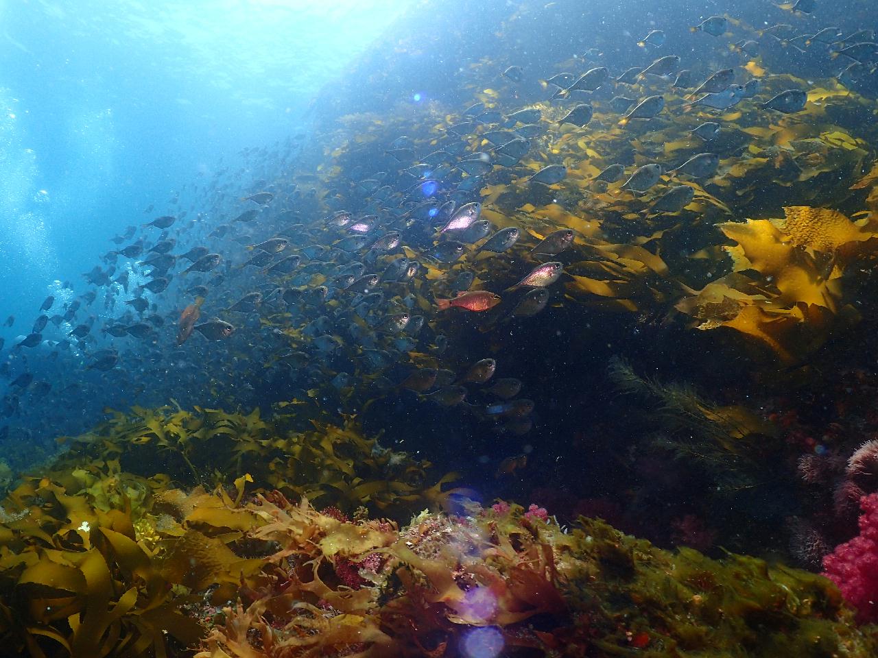 Jeju island, Korea - Beomseom