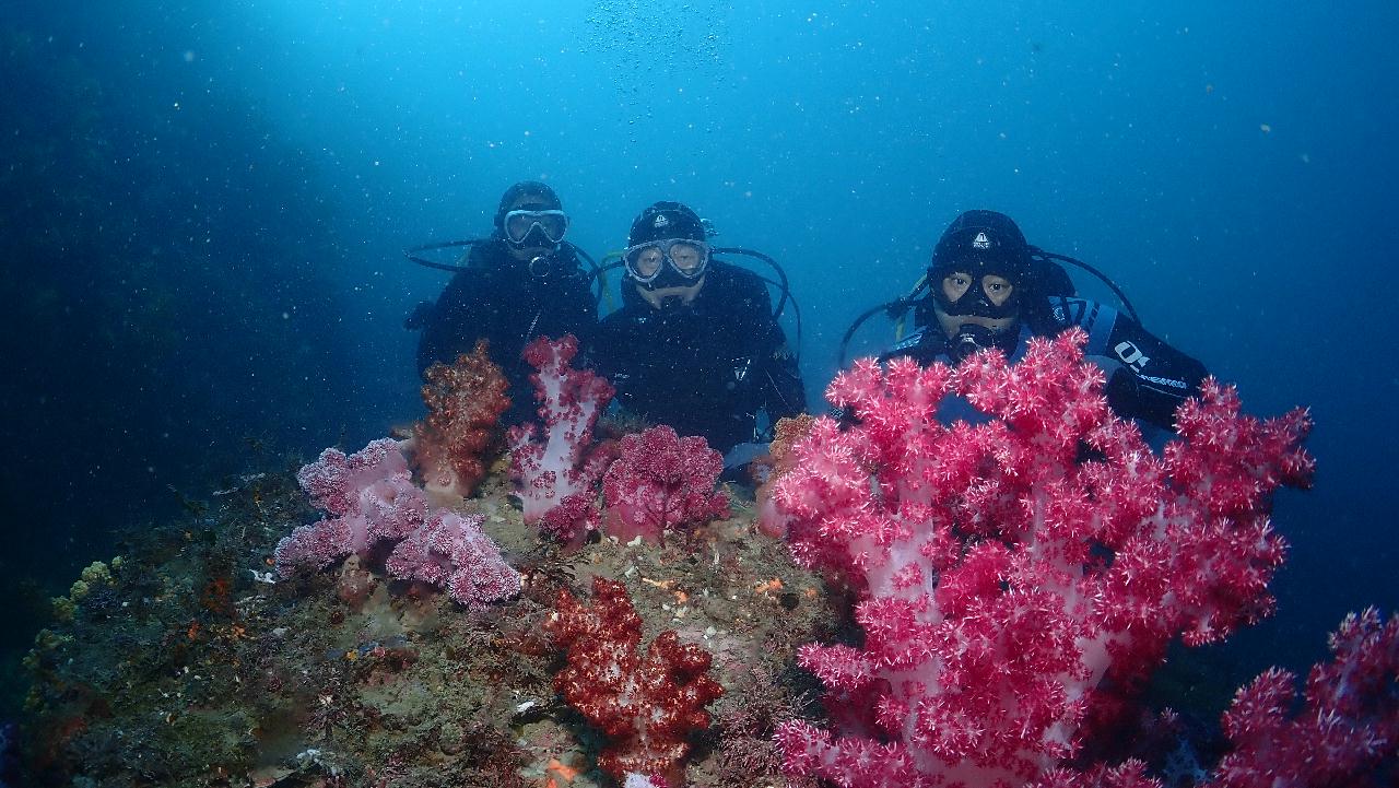 새끼섬의 곰가족