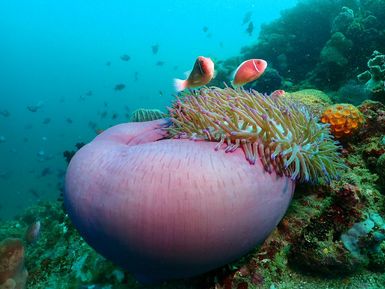 아닐라오 - catheral rock