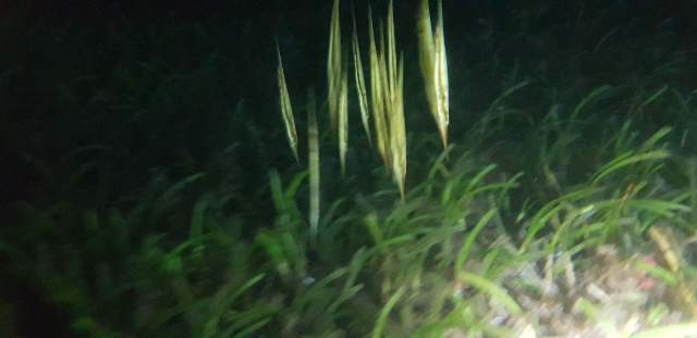 Night Diving 