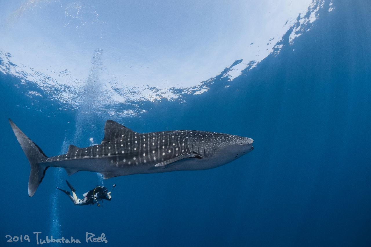 Fun diving