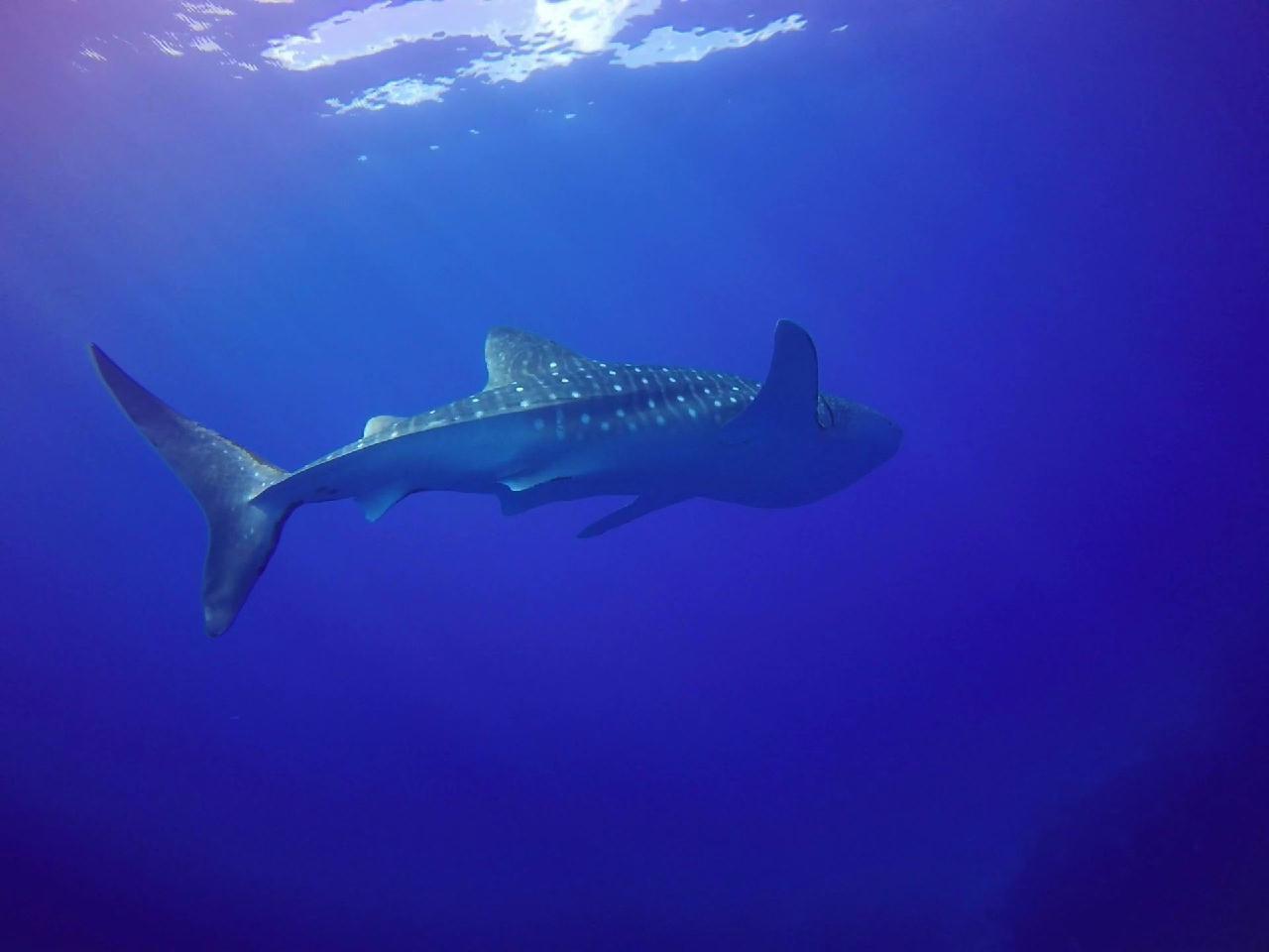Fun diving