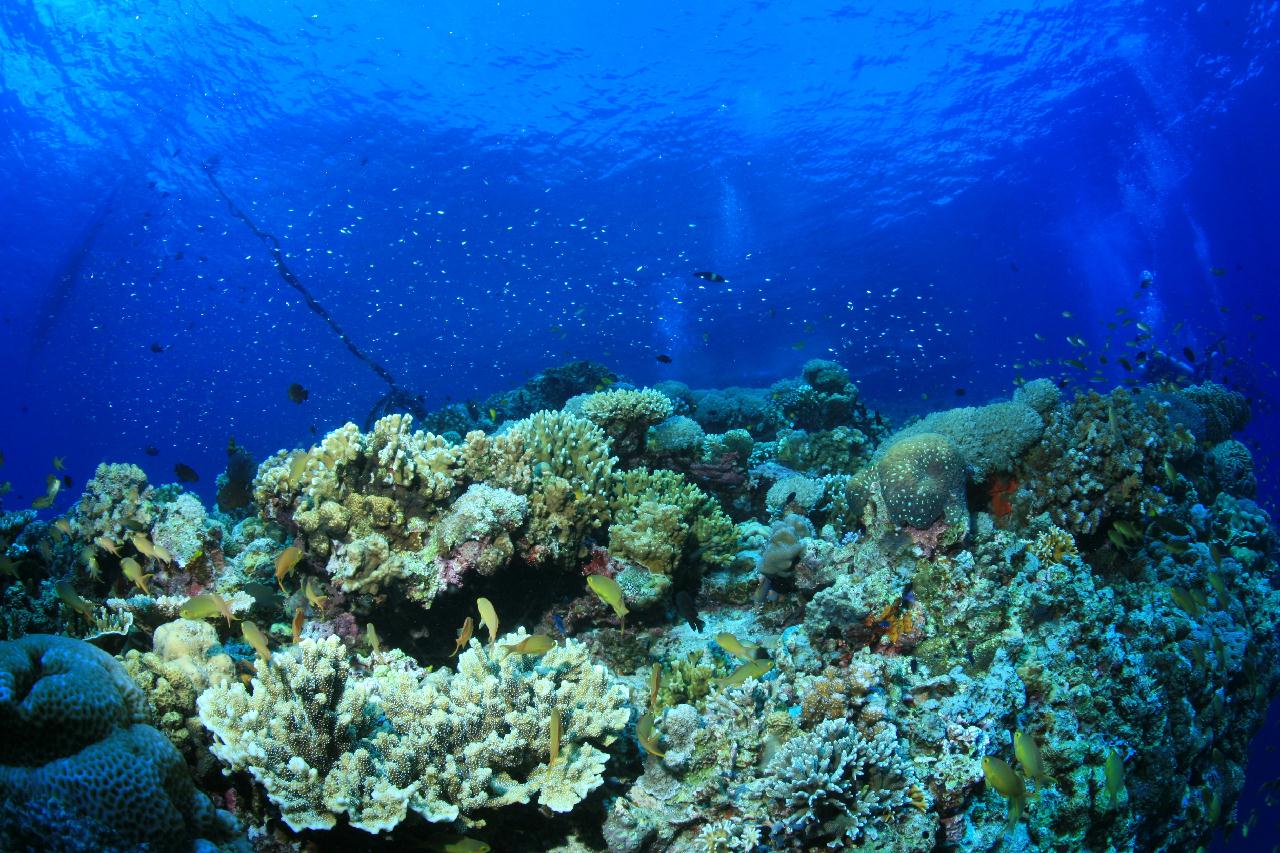 모알보알 pescador island _east point