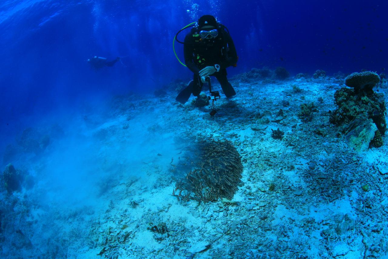 모알보알 pescador island _east point