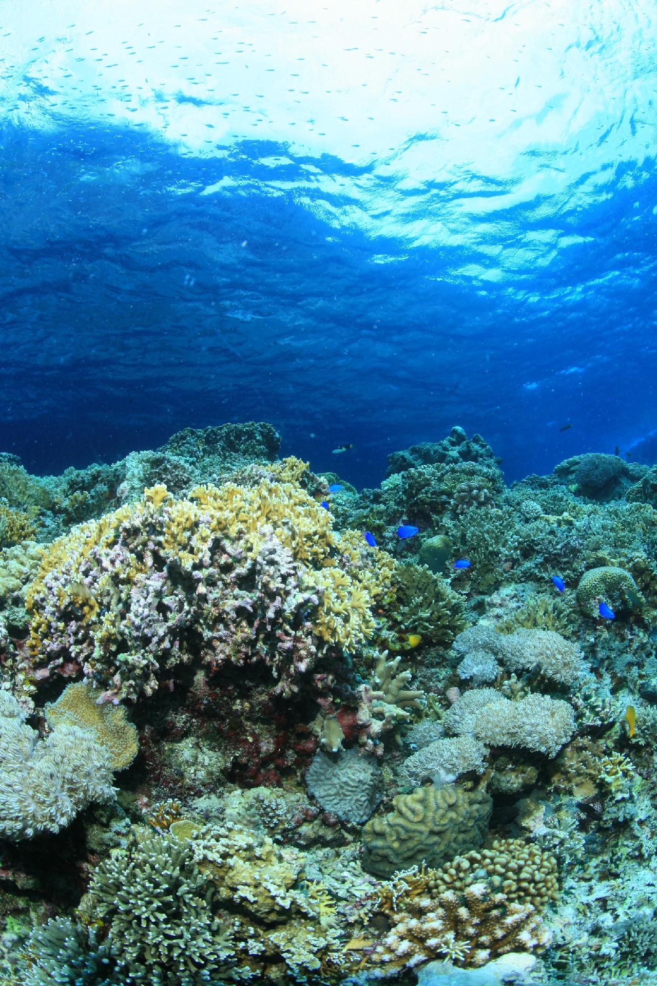 모알보알 pescador island _south ~ west