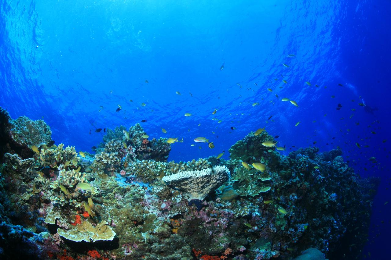 모알보알 pescador island _east point
