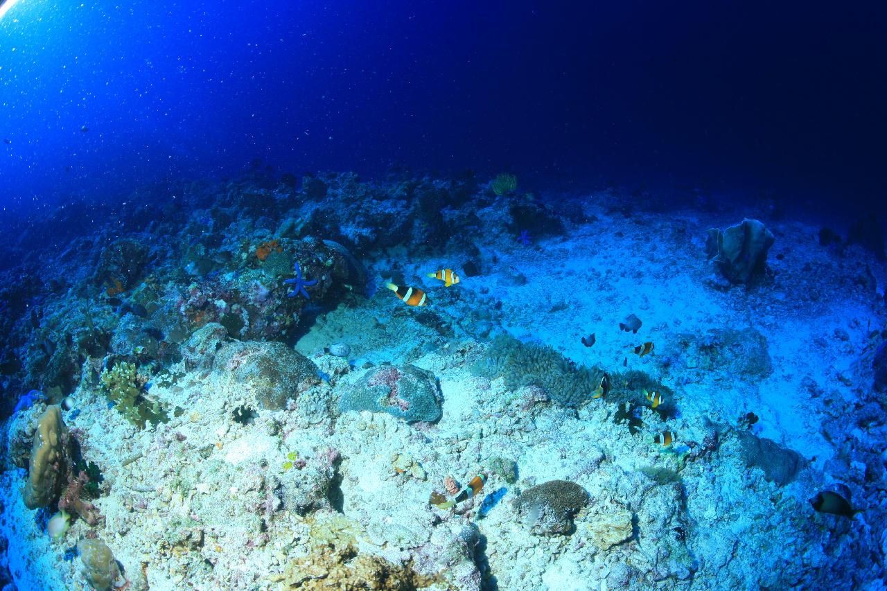 모알보알 pescador island _east point