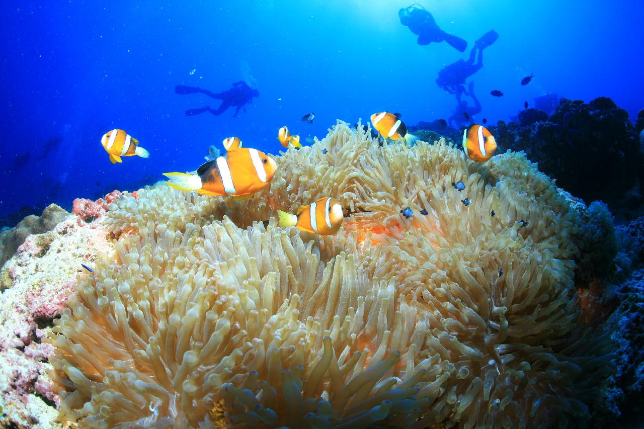 모알보알 pescador island _east point