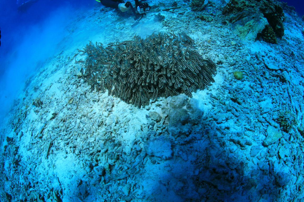 모알보알 pescador island _east point