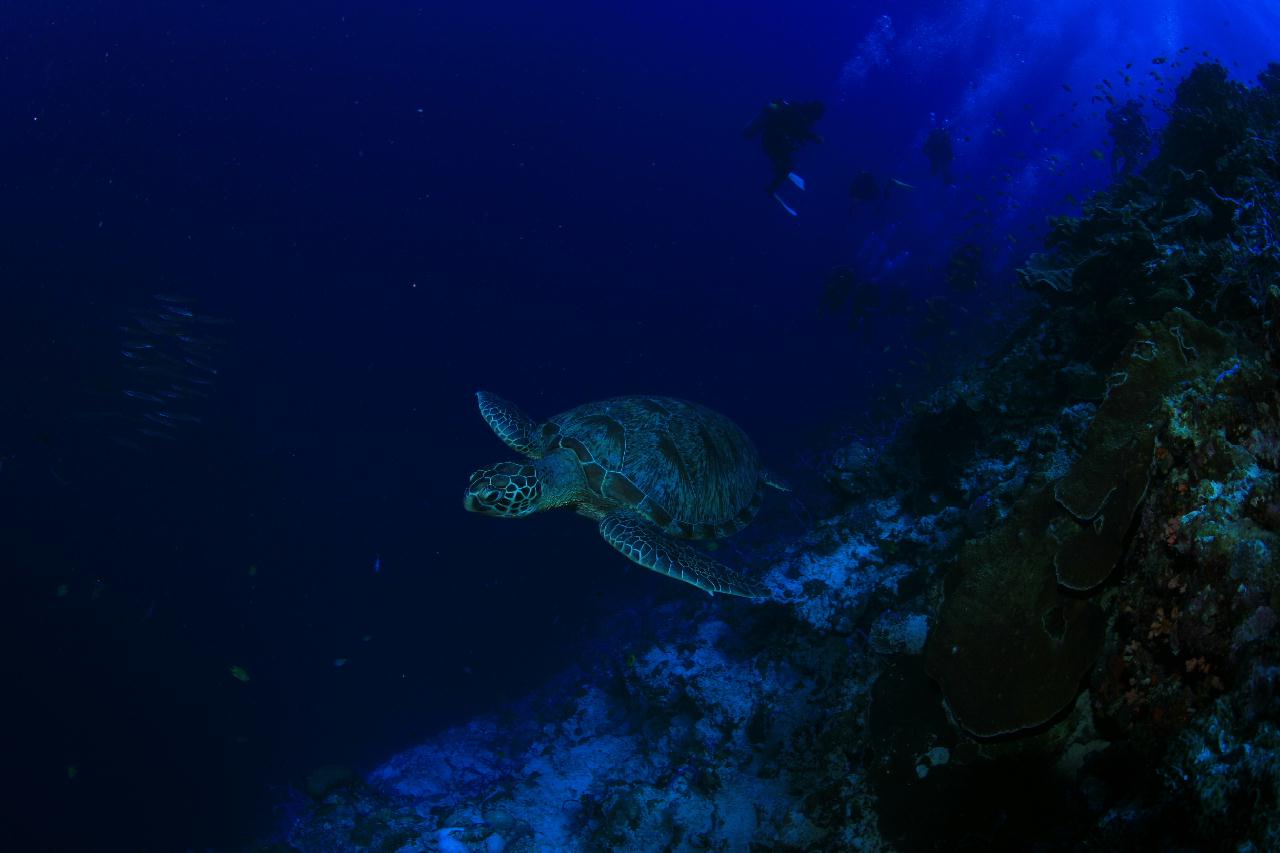 모알보알 pescador island _east point