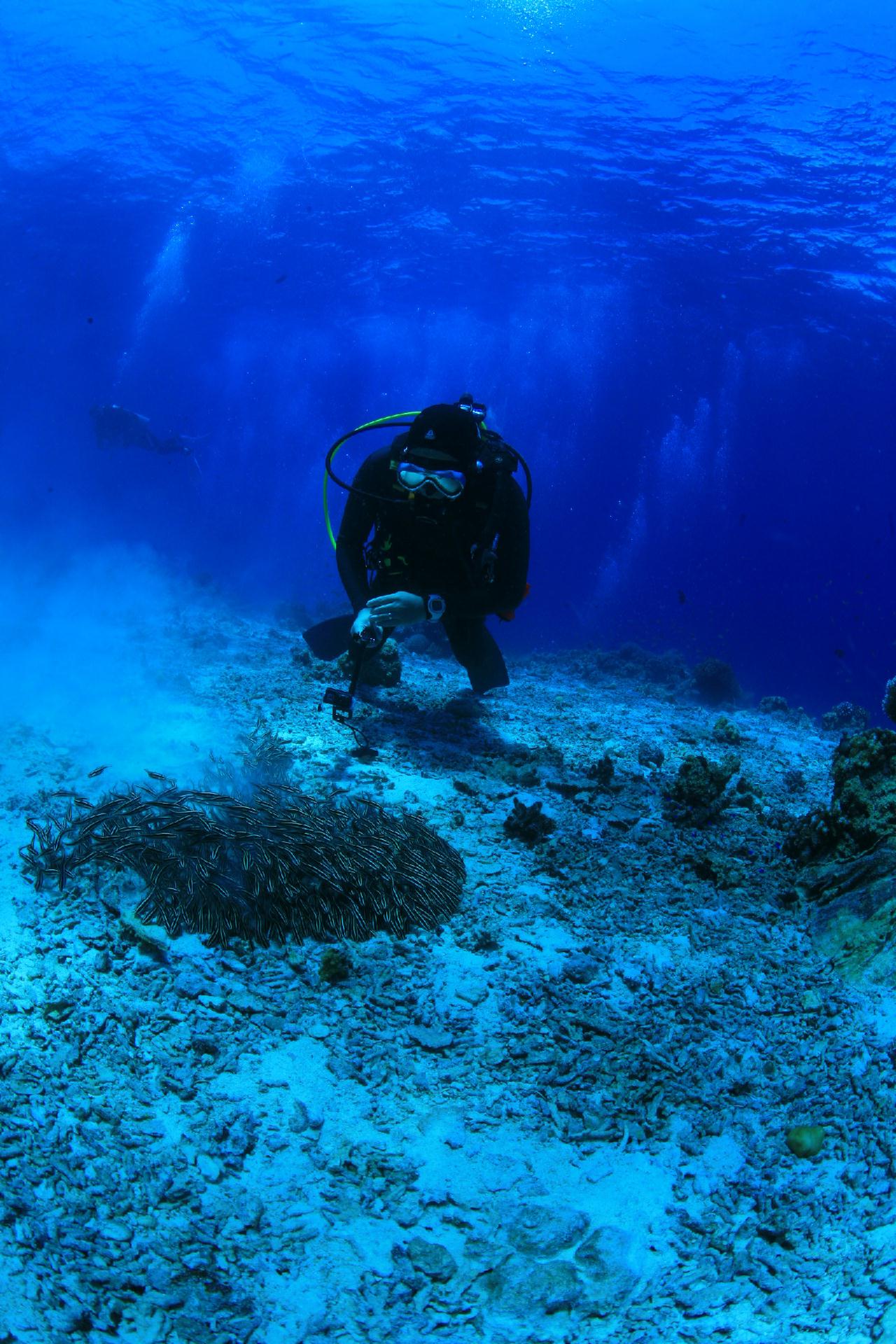 모알보알 pescador island _east point