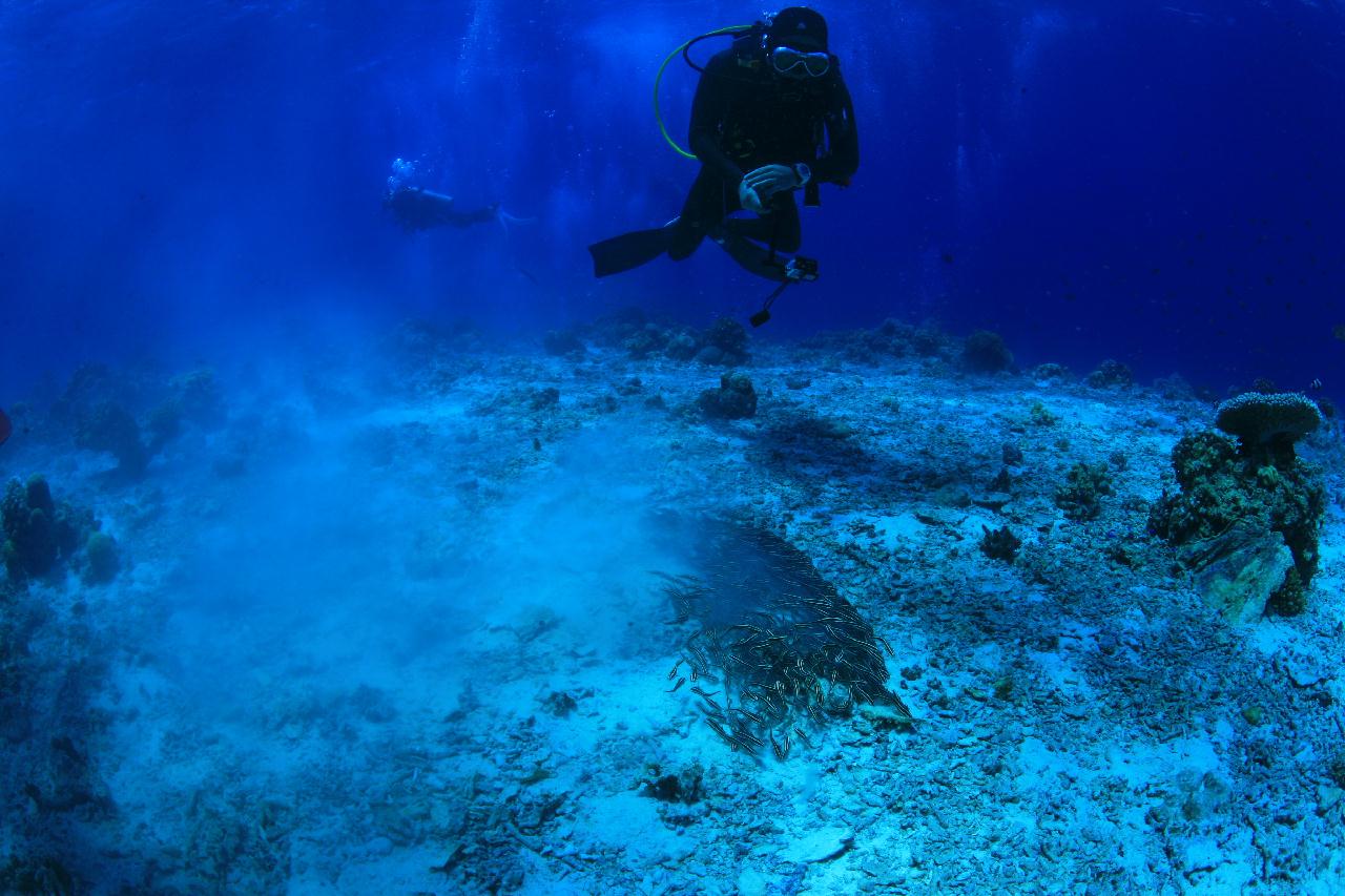 모알보알 pescador island _east point