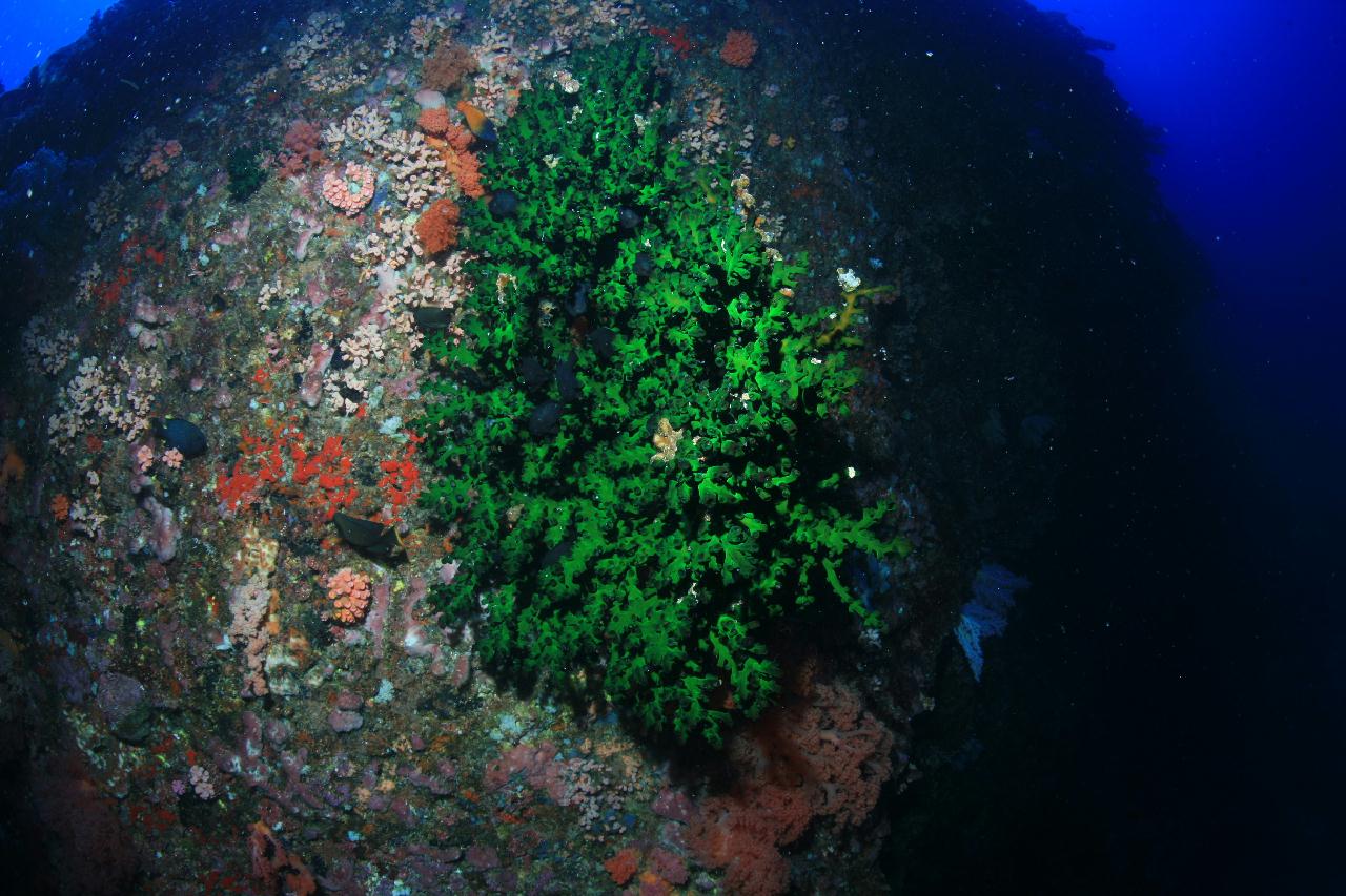 모알보알 pescador island _east point