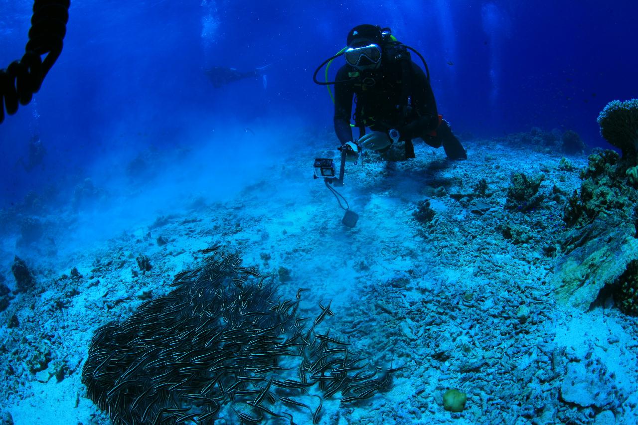 모알보알 pescador island _east point