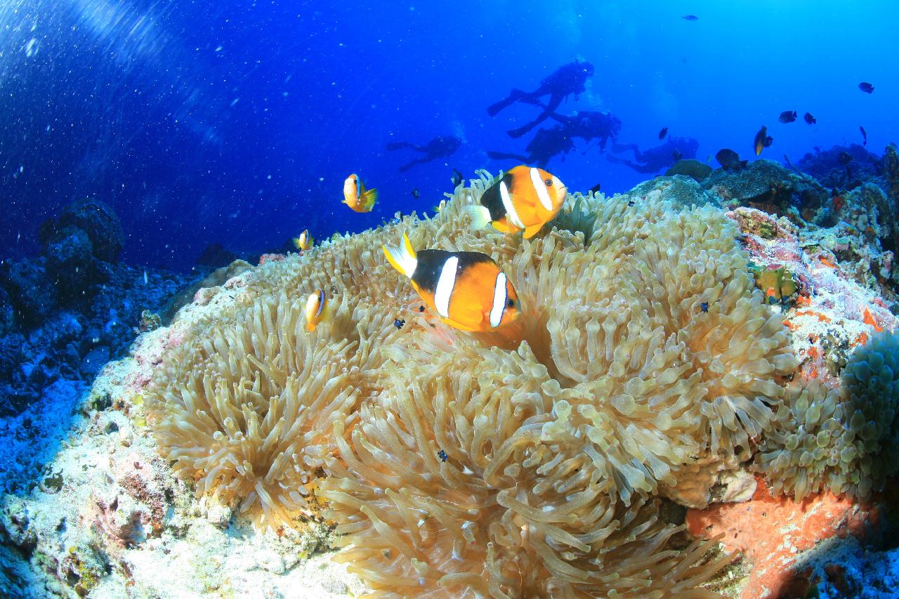 모알보알 pescador island _east point
