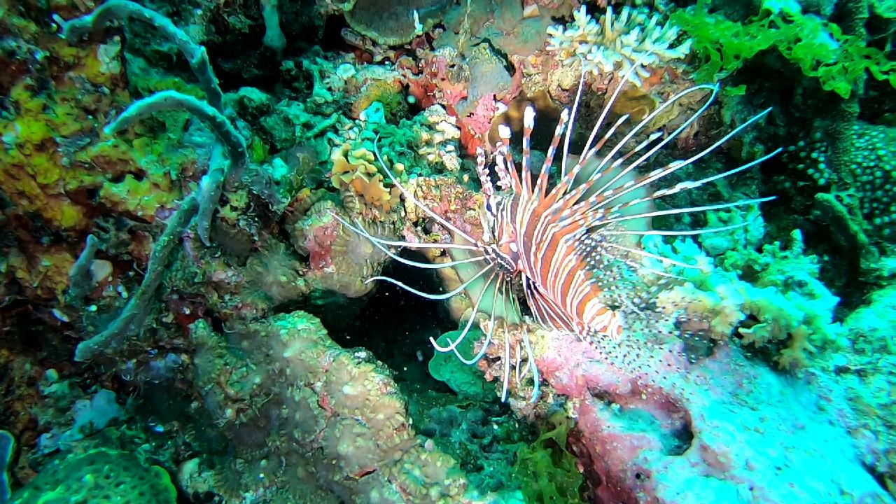 막탄  olango 해양공원  bas coral