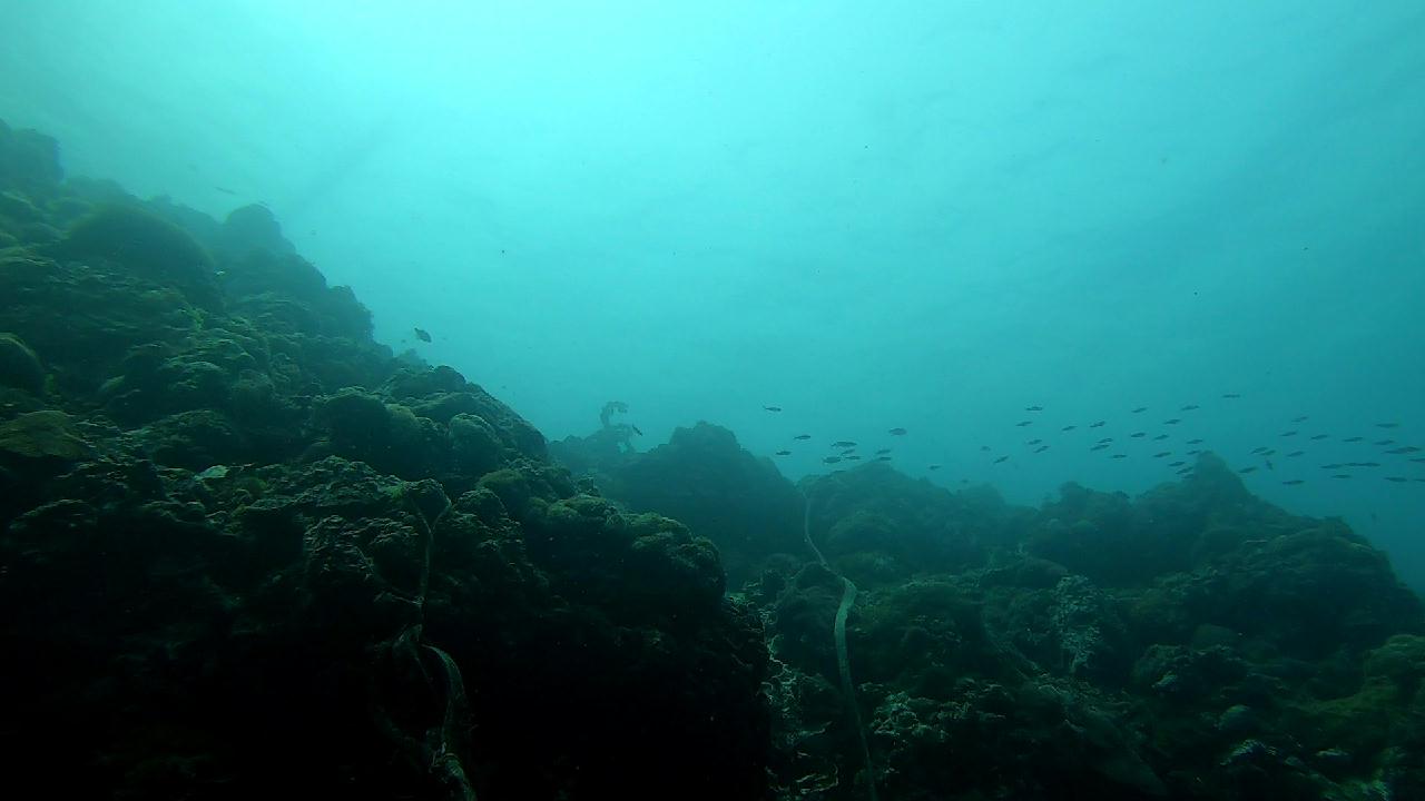 막탄  olango 해양공원  bas coral