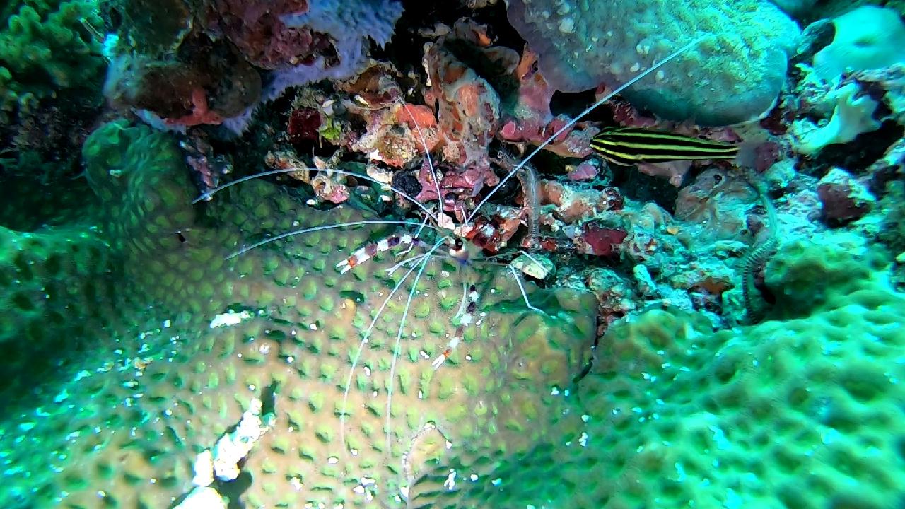 막탄  olango 해양공원  bas coral
