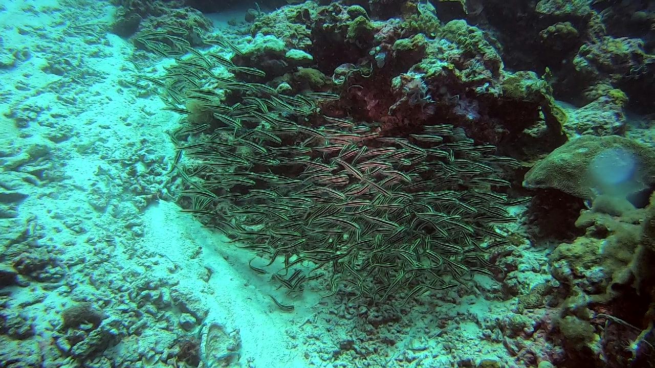 막탄  olango 해양공원  bas coral