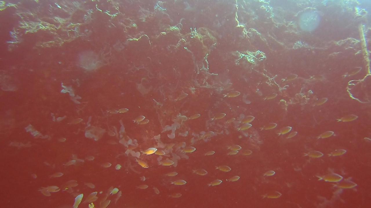 막탄  olango 해양공원  bas coral
