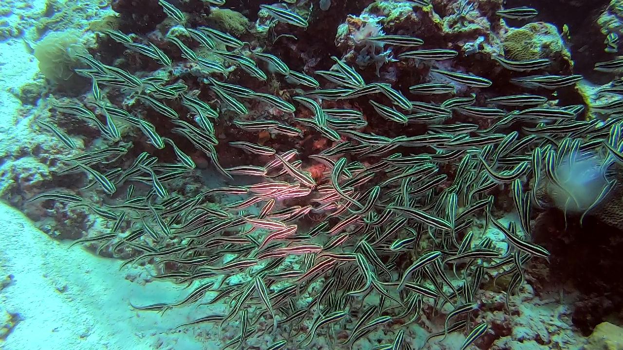 막탄  olango 해양공원  bas coral