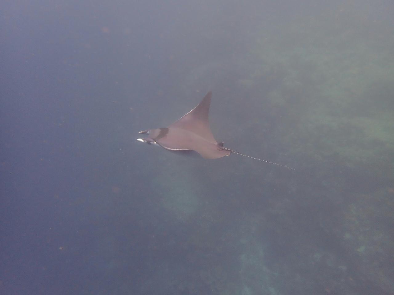 보홀