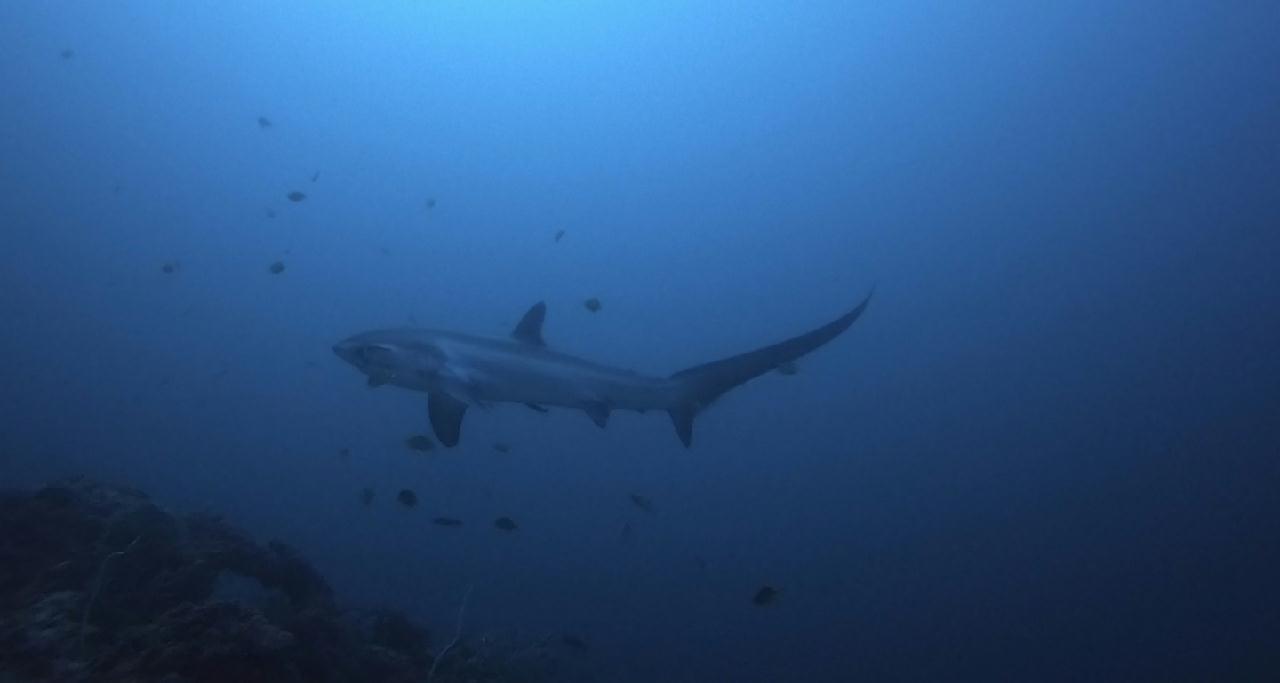 JM다이브 말라파스쿠아 솔다이브리조트