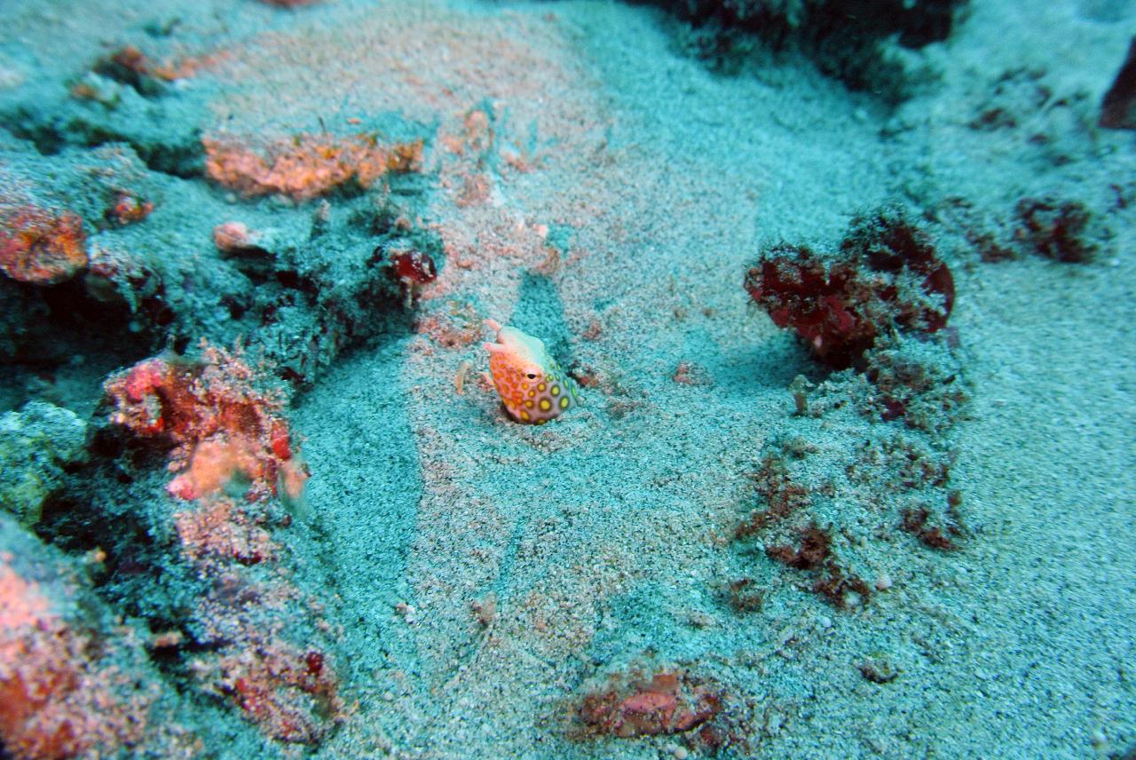 발리 빠당바이 - 터틀넥