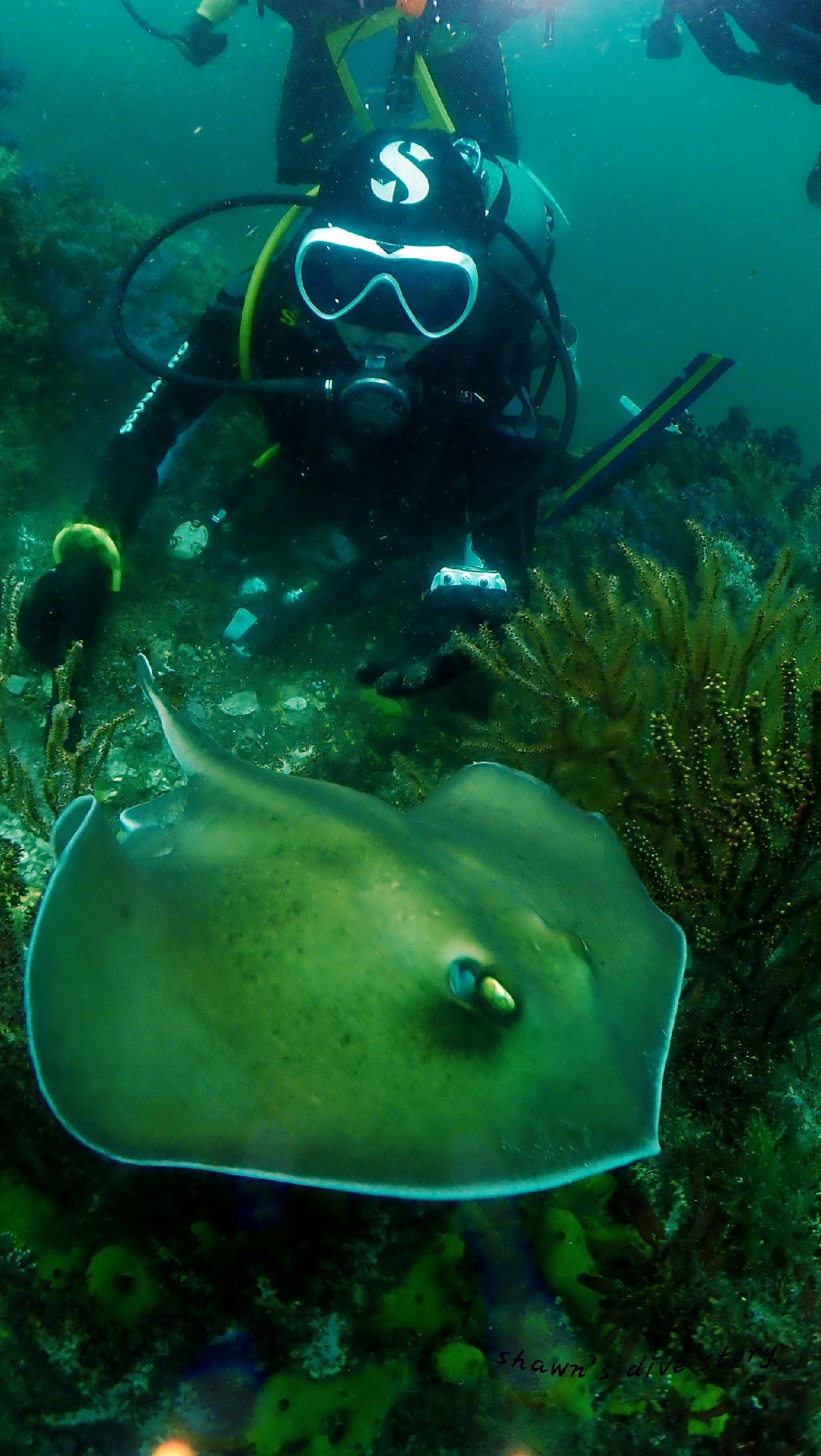 흰가오리의 우아한 유영