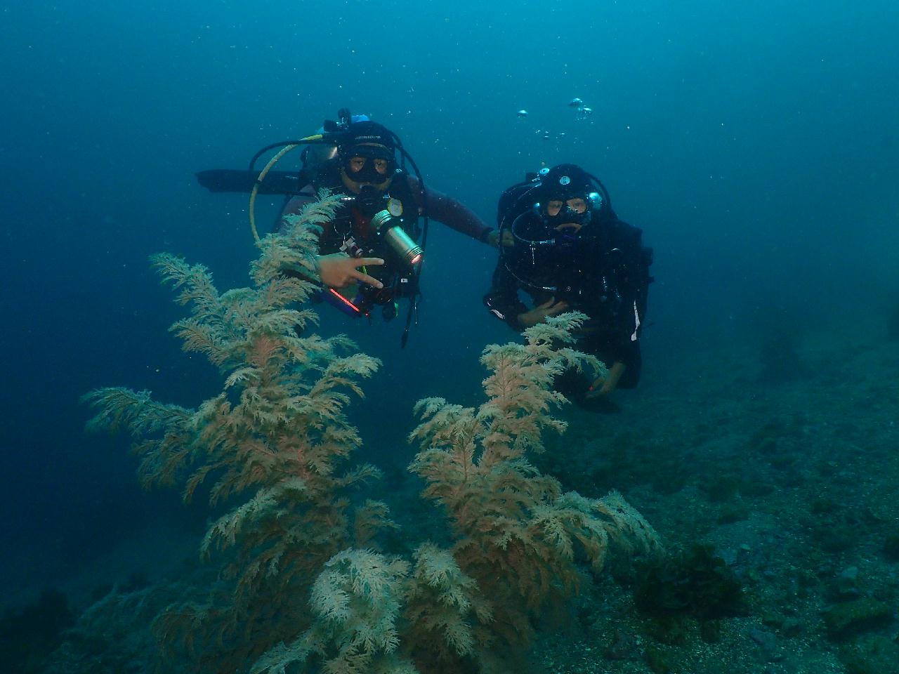 다금바리 천국, 범섬
