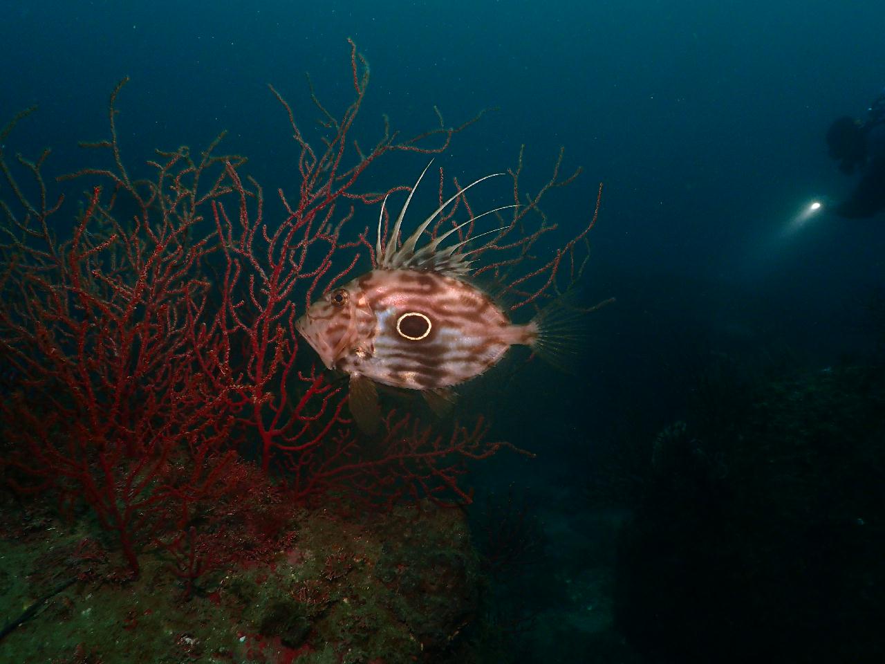 다금바리 천국, 범섬