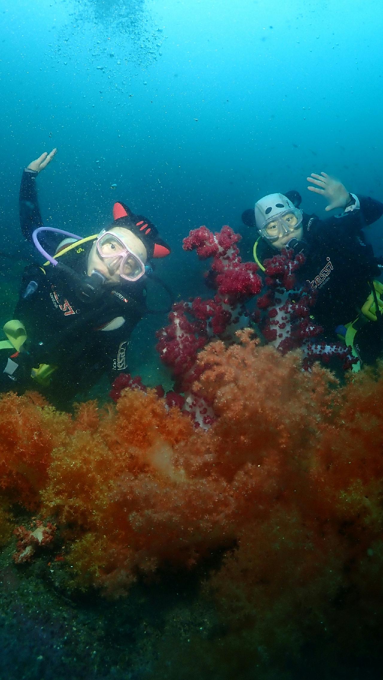 10번째 다이빙 제주도 문섬 한개창_굿다이버