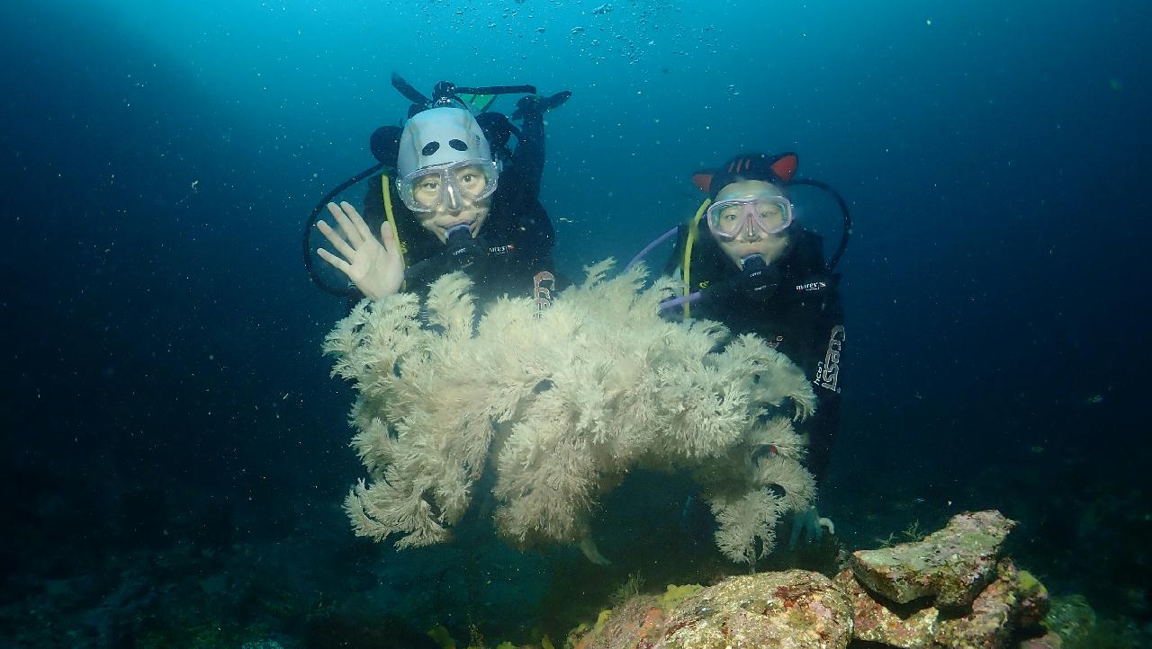 10번째 다이빙 제주도 문섬 한개창_굿다이버