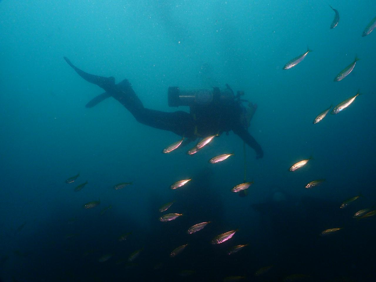 신나는 문섬 드리프트 다이빙~