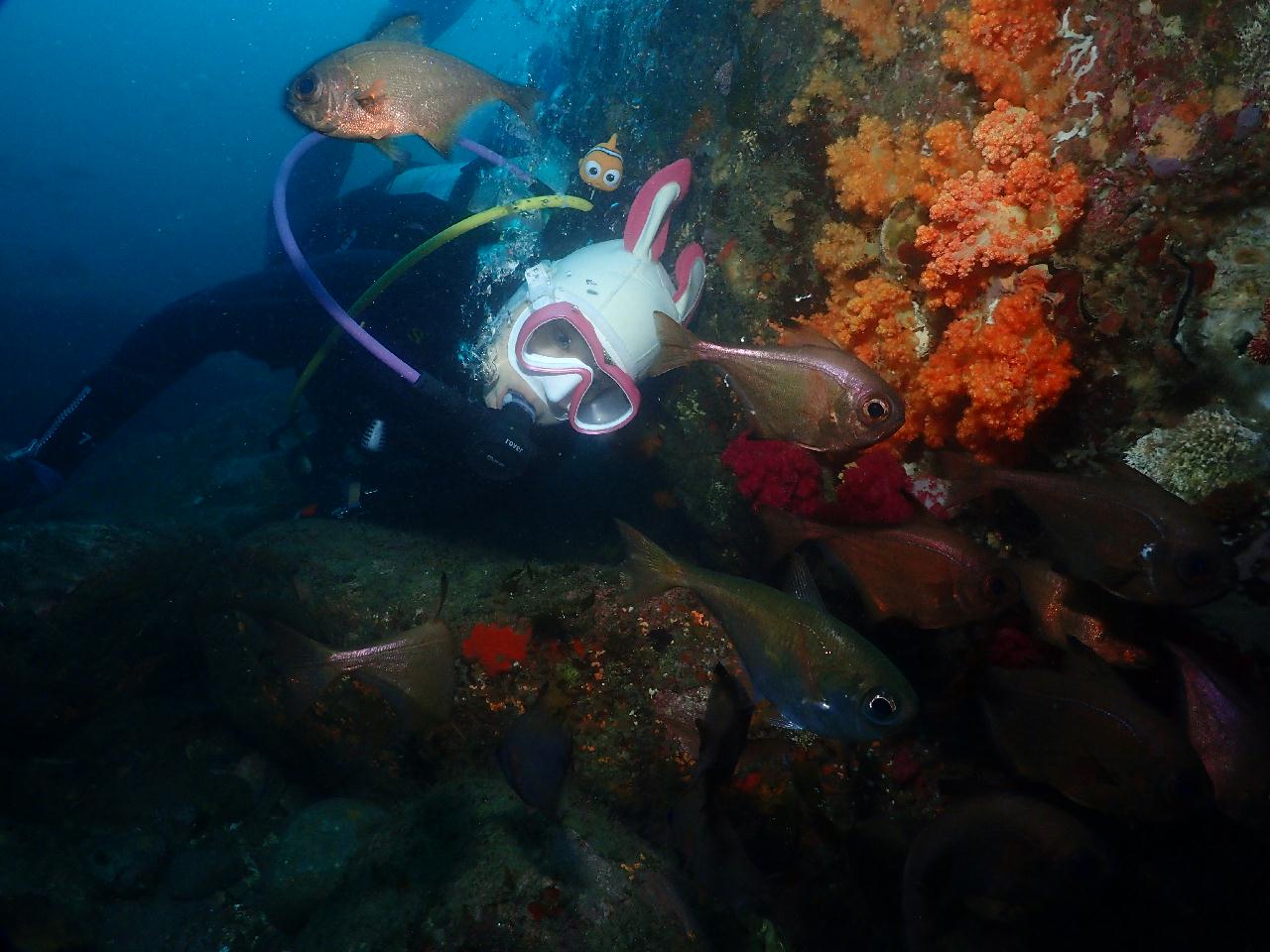 신나는 문섬 드리프트 다이빙~