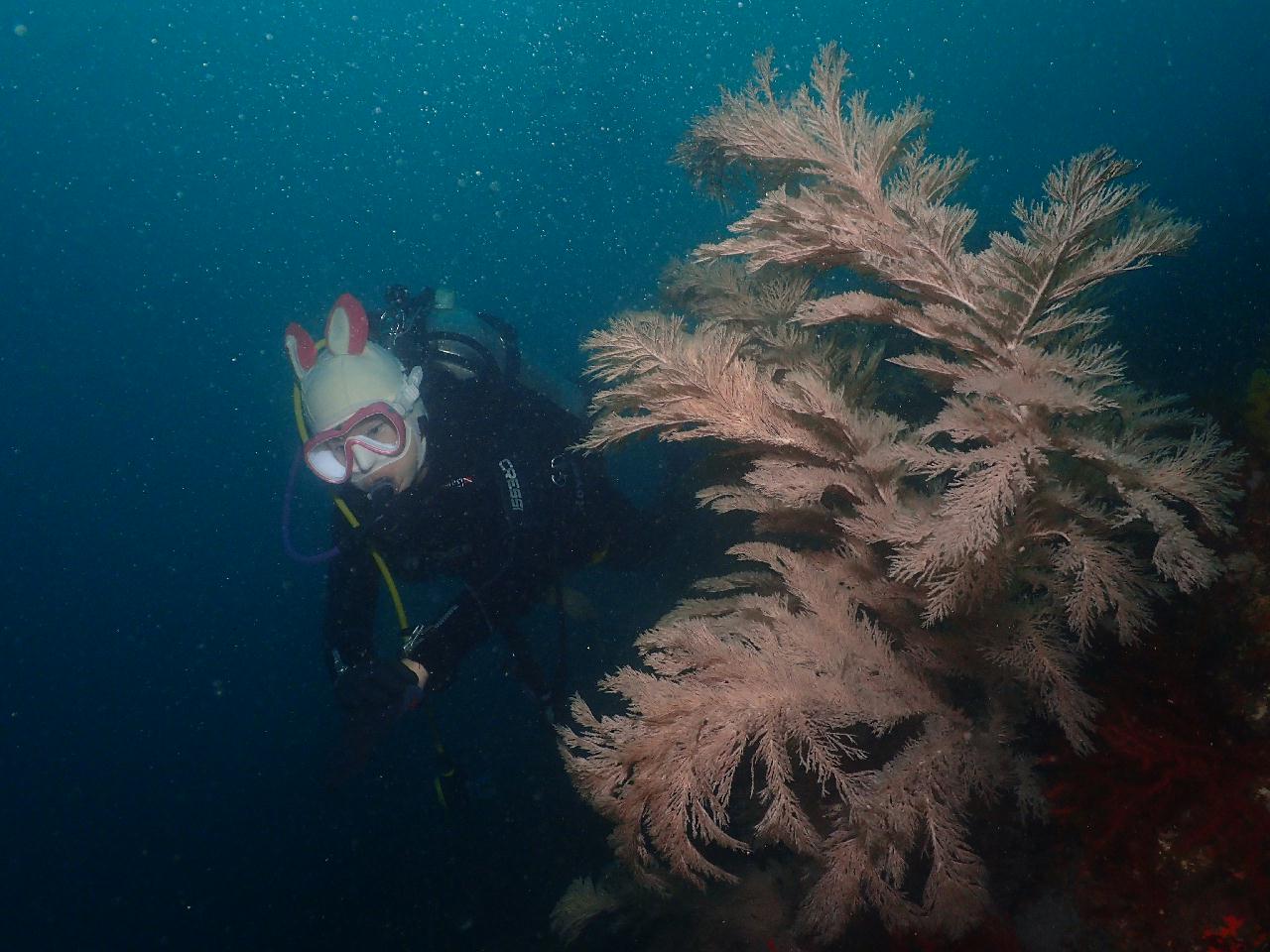 신나는 문섬 드리프트 다이빙~