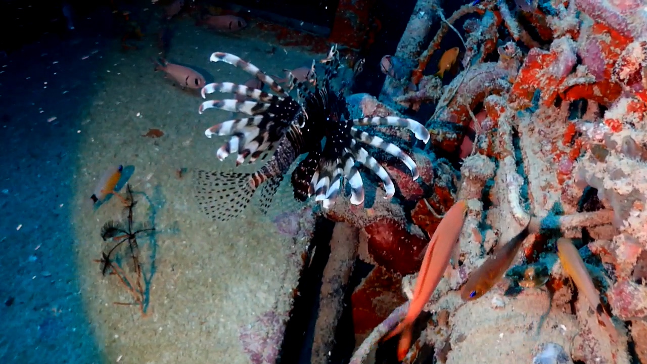 Bohol Blue Water Dive Resort Wreck