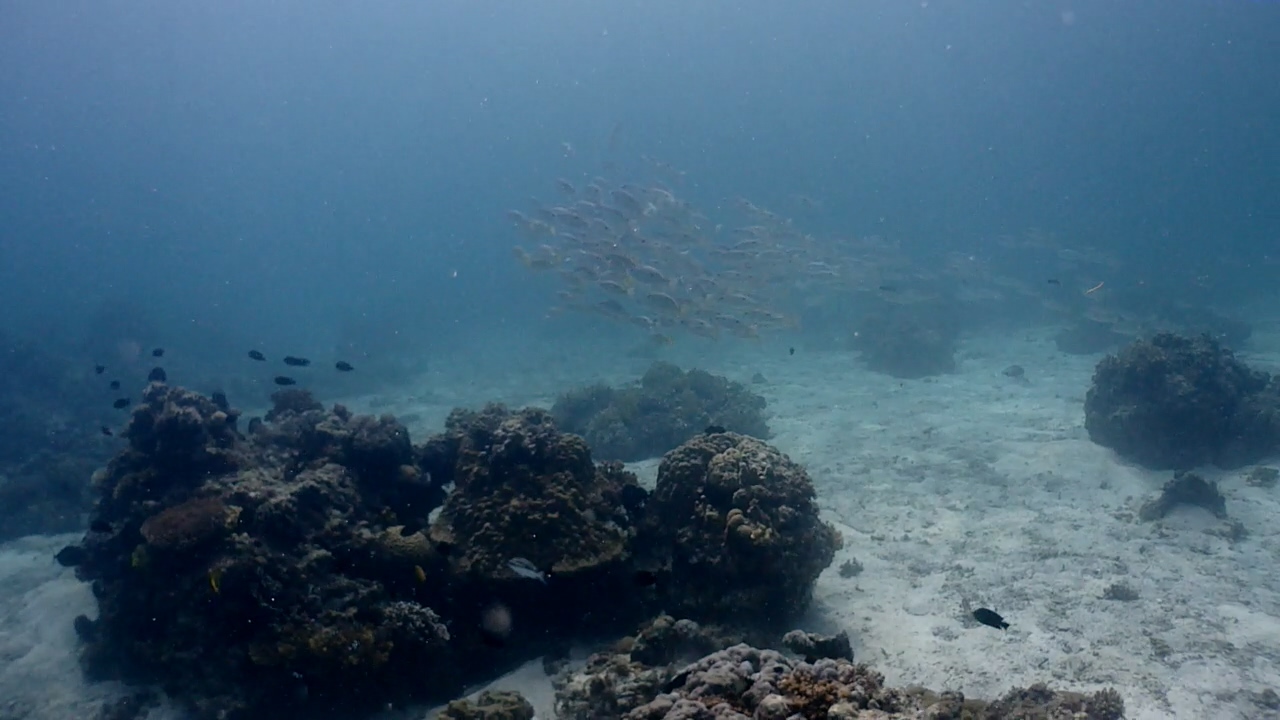 Bohol Blue Water Dive Resort Panglao Is. House Reef.