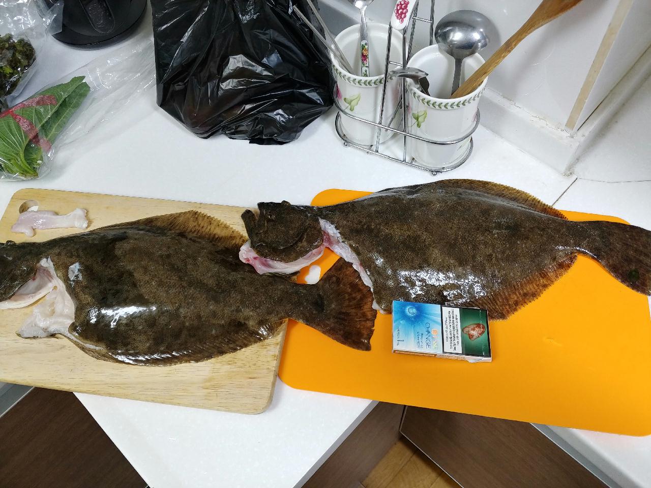 첫 광어